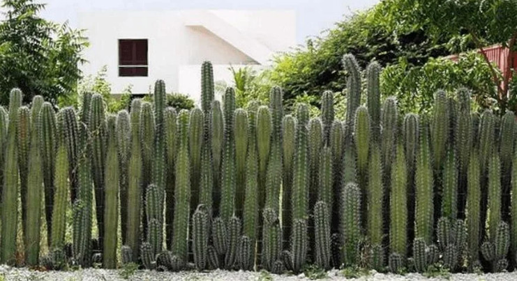 o-polze-kaktusov-2