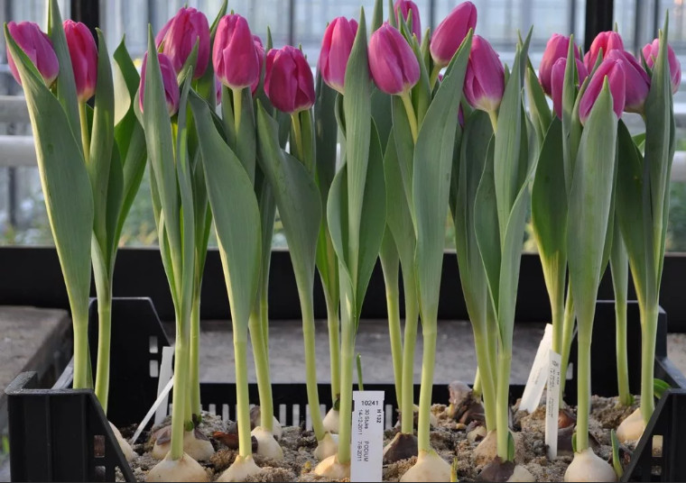 Как правильно купить и вырастить тюльпаны