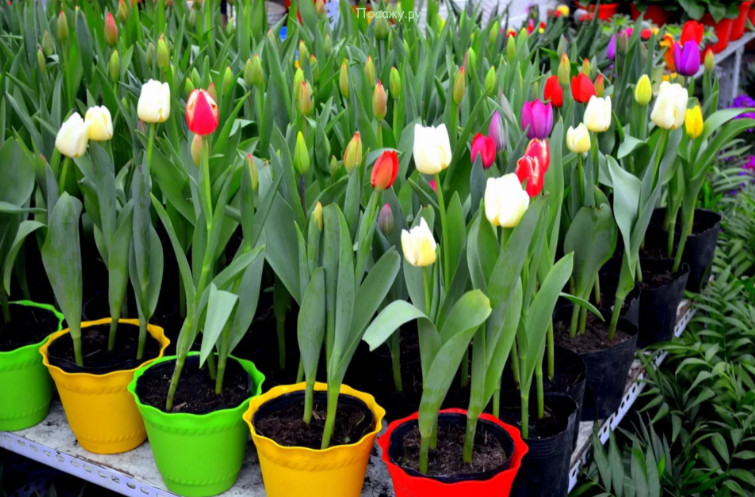 Как правильно купить и вырастить тюльпаны