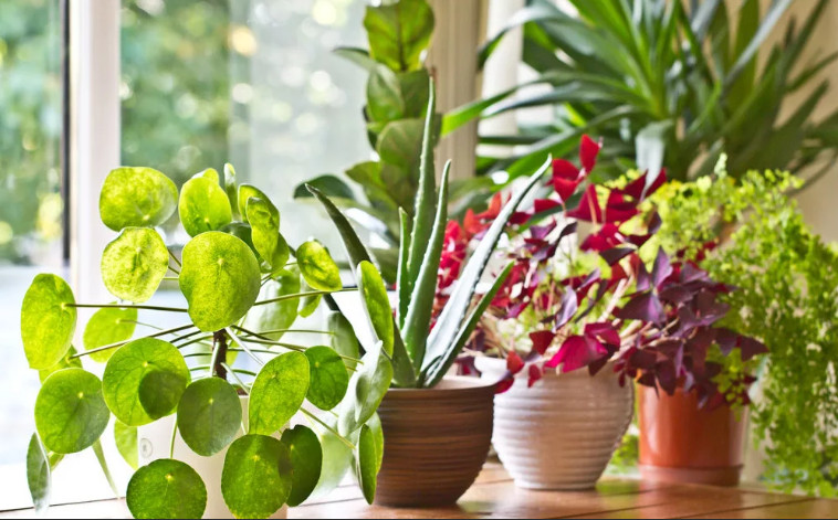 Оздоровление воздуха растениями