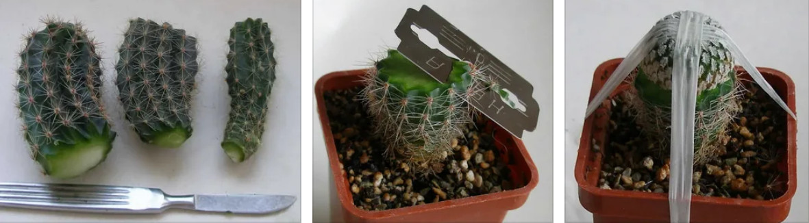Как размножать кактусы