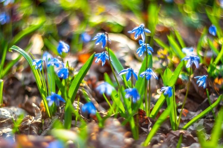 Пролеска - голубой подснежник. Луковичное растение, фото