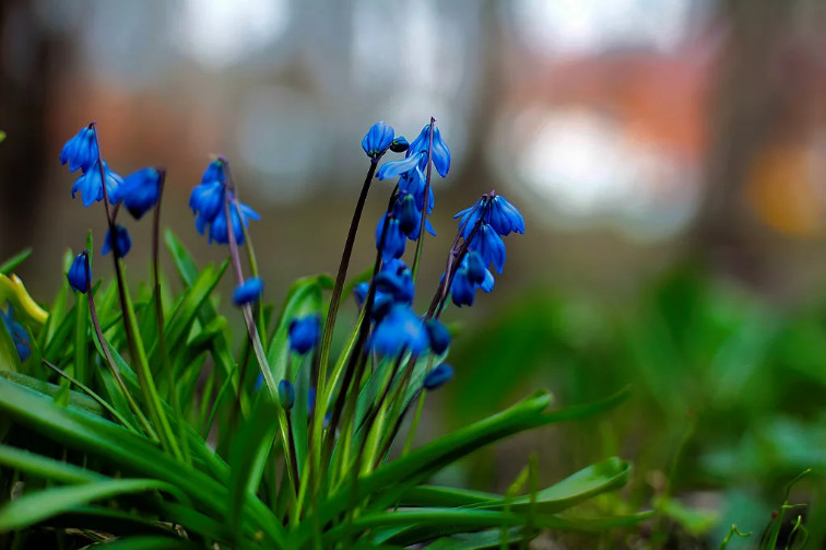 Пролеска - голубой подснежник. Луковичное растение, фото