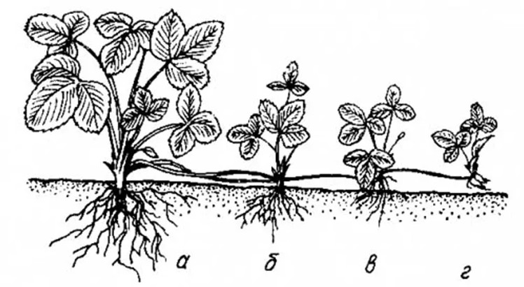 Способы размножения цветов и растений с фото