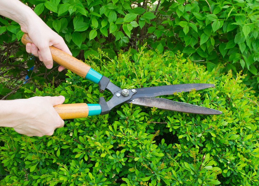 Стрижка кустов - как своими руками правильно постричь кусты и живую изгородь. Фото, советы и рекомендации