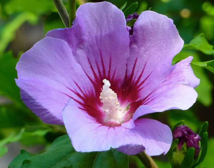 Вриезия - выращивание, уход и размножение комнатного растения. Посадка и особенности лечения цветка (95 фото + видео)