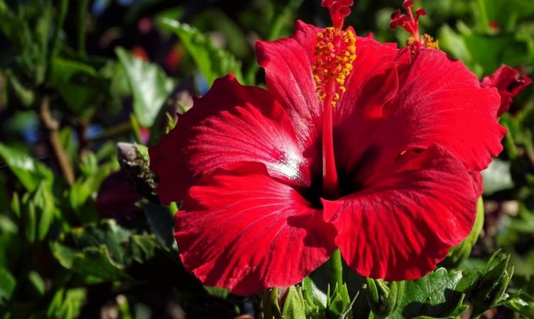 Вриезия - выращивание, уход и размножение комнатного растения. Посадка и особенности лечения цветка (95 фото + видео)