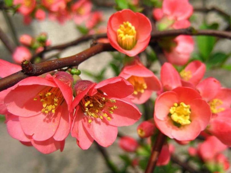 Айва японская: описание растения, особенности посадки и ухода. 100 фото и видео применения для украшения декоративного сада