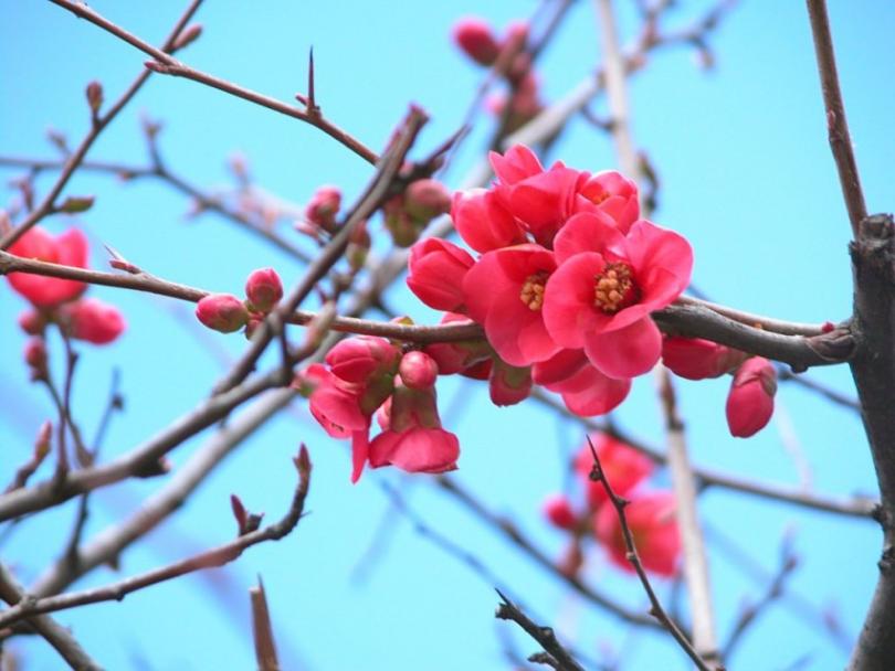 Айва японская: описание растения, особенности посадки и ухода