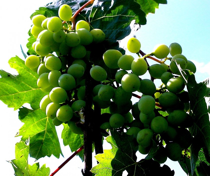 Борная кислота для винограда: видео и фото применения, методы опрыскивания и пропорции раствора