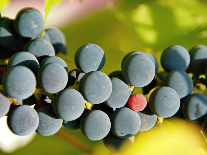 Борная кислота для винограда: видео и фото применения, методы опрыскивания и пропорции раствора