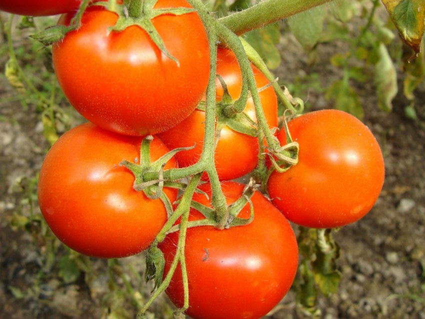 Чем опрыскивать помидоры во время цветения для завязи: лучшие средства для подкормки. Народные и специализированные препараты для роста томатов (видео + 100 фото)