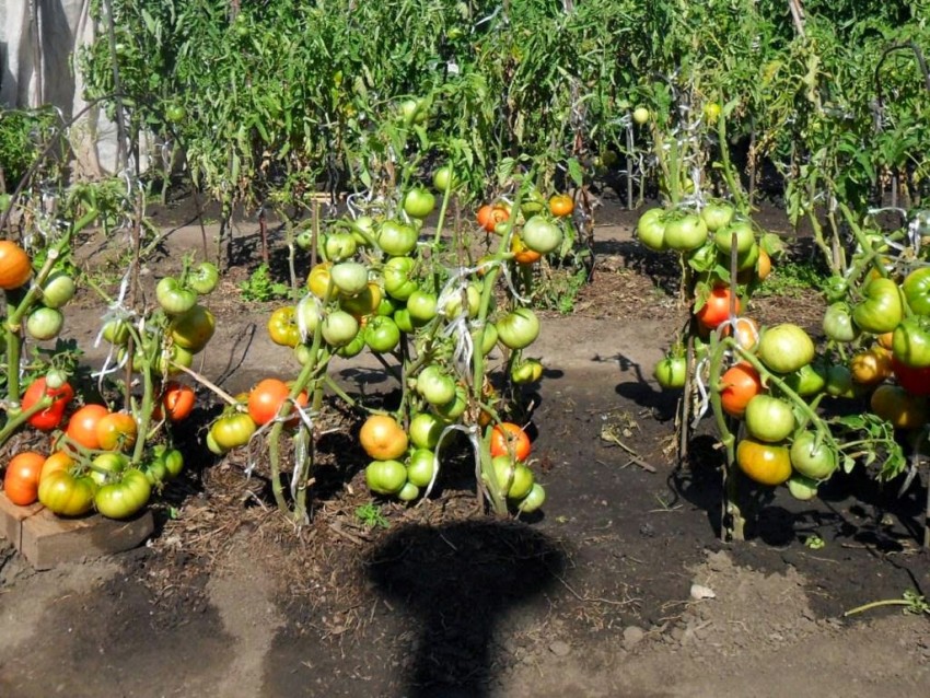 Чем опрыскивать помидоры во время цветения для завязи: лучшие средства для подкормки. Народные и специализированные препараты для роста томатов (видео + 100 фото)