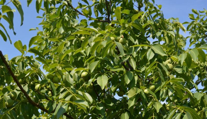 Дерево грецкий орех — советы по выращиванию, уходу и обработке. Урожайность и особенности выбора места посадки
