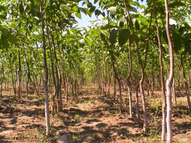 Дерево грецкий орех — советы по выращиванию, уходу и обработке. Урожайность и особенности выбора места посадки