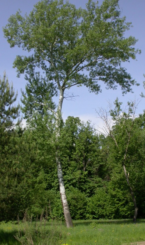 Дерево тополь: описание основных видов и полезных свойств дерева. Советы по выбору места для посадки и особенности ухода (110 фото и видео)