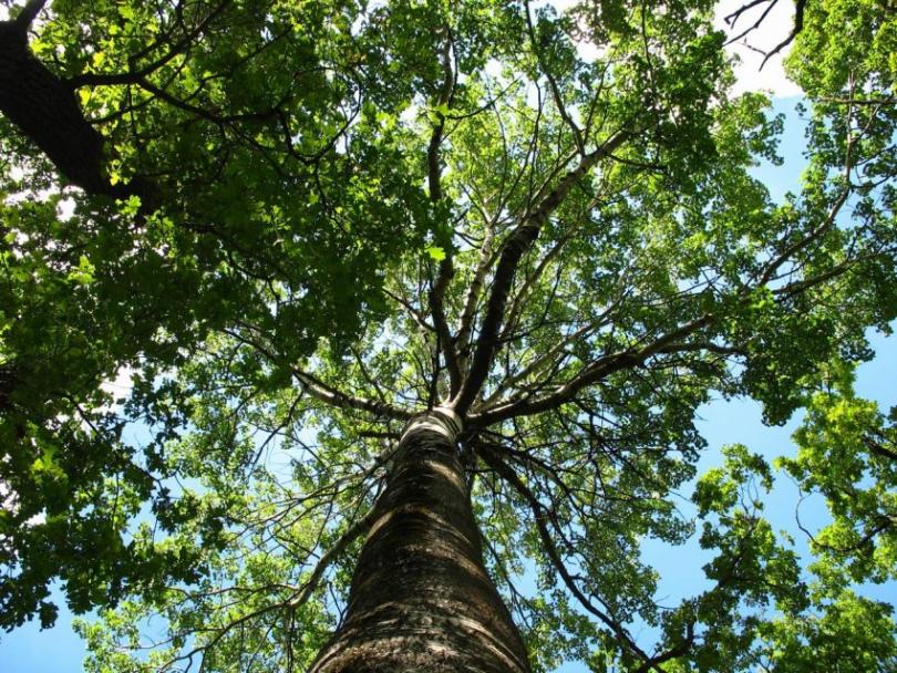 Дерево тополь: описание основных видов и полезных свойств дерева. Советы по выбору места для посадки и особенности ухода (110 фото и видео)