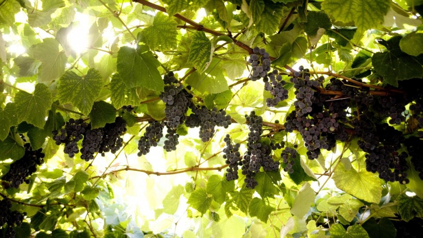Формирование винограда: простые схемы формирования для начинающих и советы экспертов по выбору способа (видео инструкция + 140 фото)