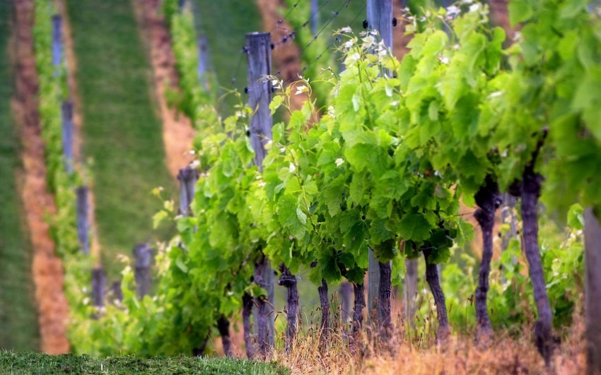 Формирование винограда: простые схемы формирования для начинающих и советы экспертов по выбору способа (видео инструкция + 140 фото)