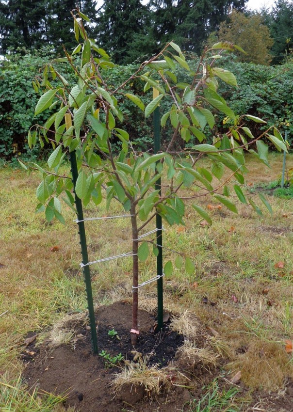 Где растет черешня — условия для содержания и роста дерева. Советы по подбору места на участке и выбор соседей для черешни (145 фото)