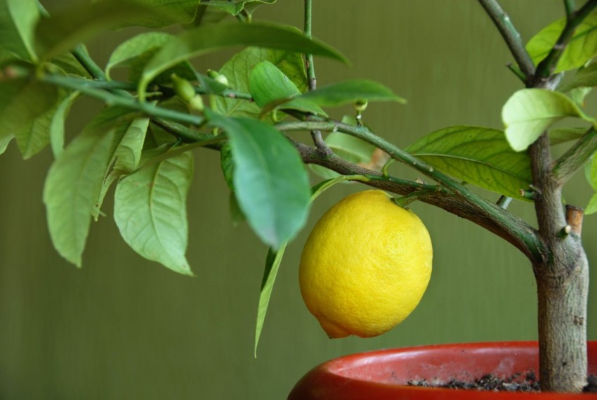Как пересадить лимон - 80 фото простых методов и рекомендации профессионалов по правильной пересадке своими руками