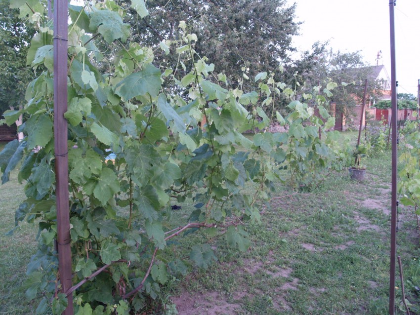 Как подвязать виноград правильно на шапалеру: 115 фото и видео инструкция подвязки виноградника от А до Я