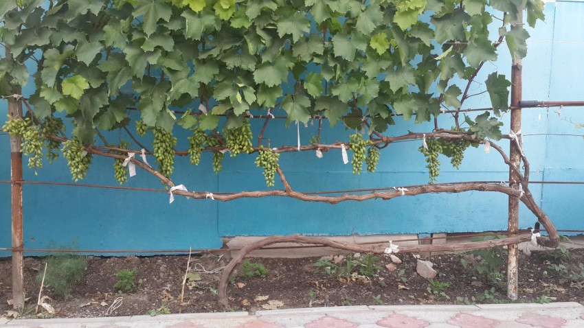 Как подвязать виноград правильно на шапалеру: 115 фото и видео инструкция подвязки виноградника от А до Я