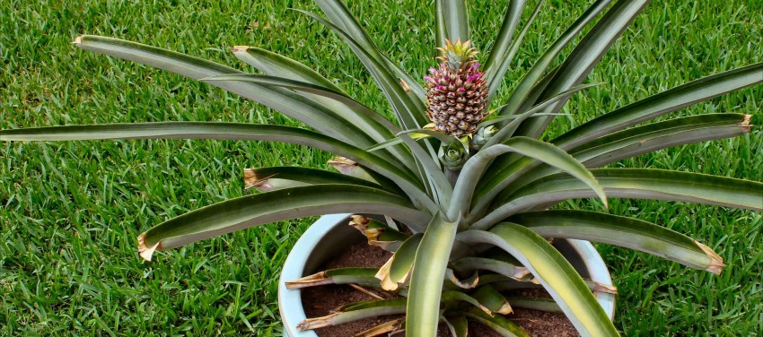 Как посадить ананас из верхушки: советы по уходу, правила содержания и особенности выращивания в домашних условиях (135 фото + видео)