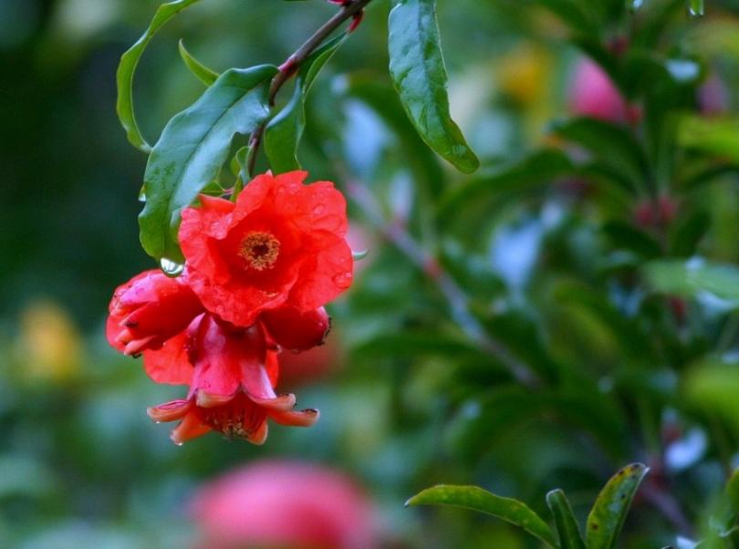Как цветет гранат — 115 фото цветения и правила выращивания гранта в собственном саду. Видеоинструкция по уходу за фруктом