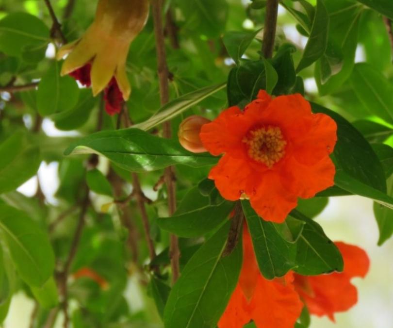 Как цветет гранат — 115 фото цветения и правила выращивания гранта в собственном саду. Видеоинструкция по уходу за фруктом