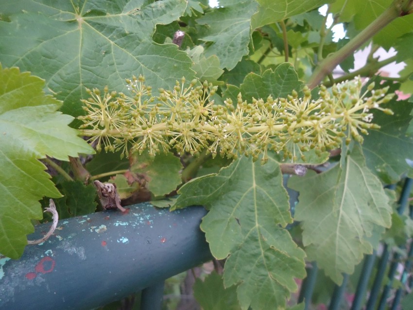 Как цветет виноград — признаки опыления, период цветения, фото и видео советы ухода за виноградом