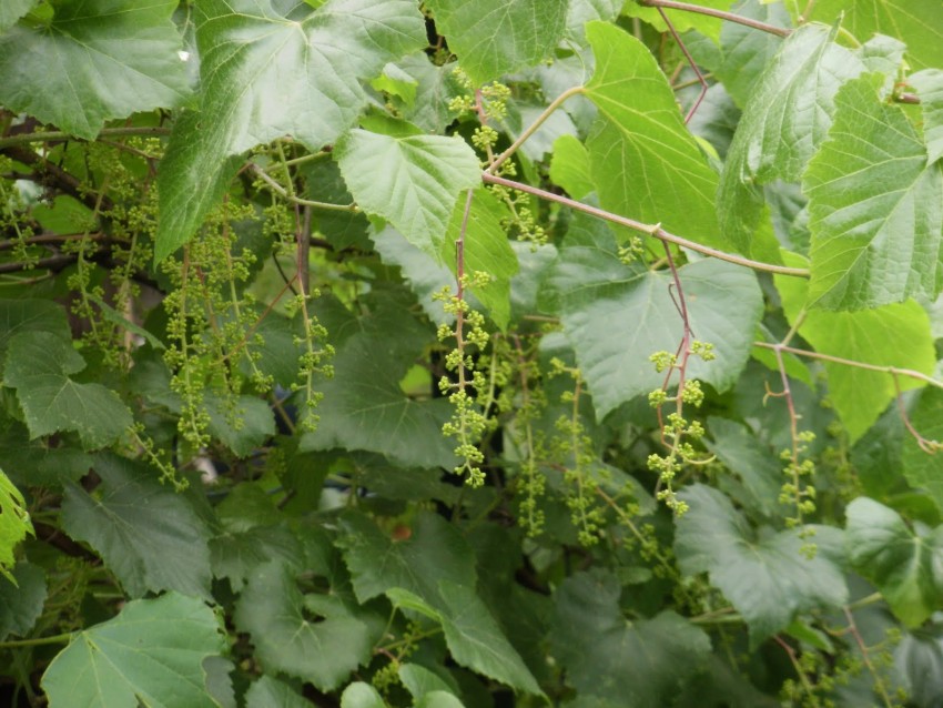 Как цветет виноград — признаки опыления, период цветения, фото и видео советы ухода за виноградом