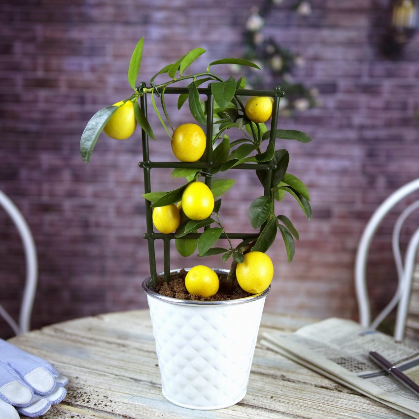Как ухаживать за лимоном в домашних условиях в горшке: полив, подкормка и советы по выращиванию для начинающих (120 фото и видео)