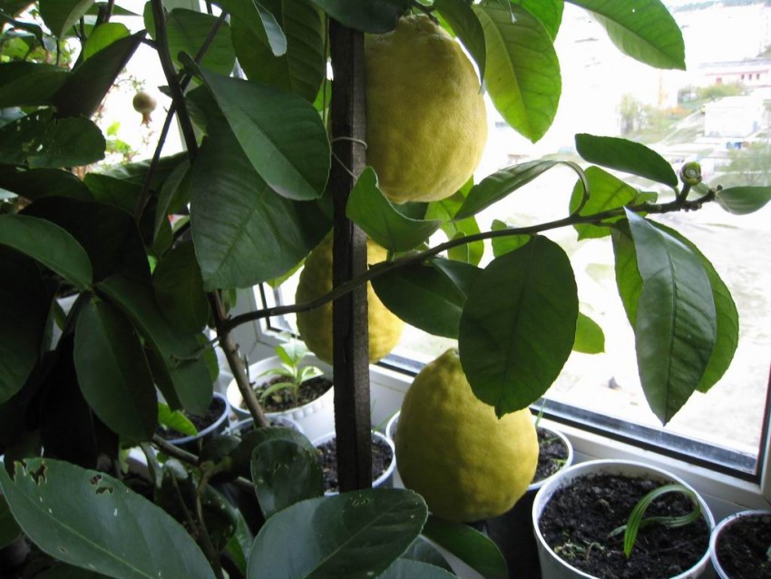 Как ухаживать за лимоном в домашних условиях в горшке: полив, подкормка и советы по выращиванию для начинающих (120 фото и видео)