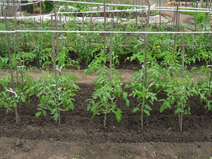 Как ухаживать за помидорами — посадка, полив, подкормка и основные нюансы выращивания. Советы и секреты ухода за томатами для начинающих (110 фото и видео)