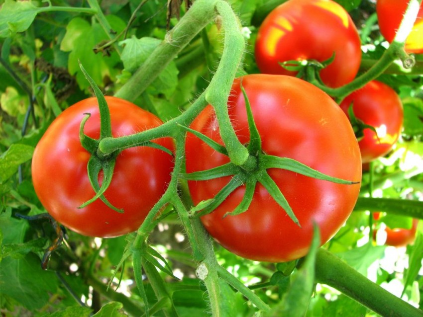Как ухаживать за помидорами — посадка, полив, подкормка и основные нюансы выращивания. Советы и секреты ухода за томатами для начинающих (110 фото и видео)