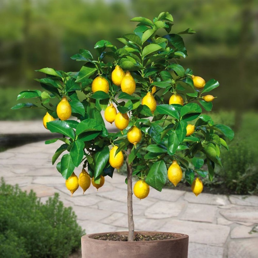 Как вырастить лимон из косточки в домашних условиях
