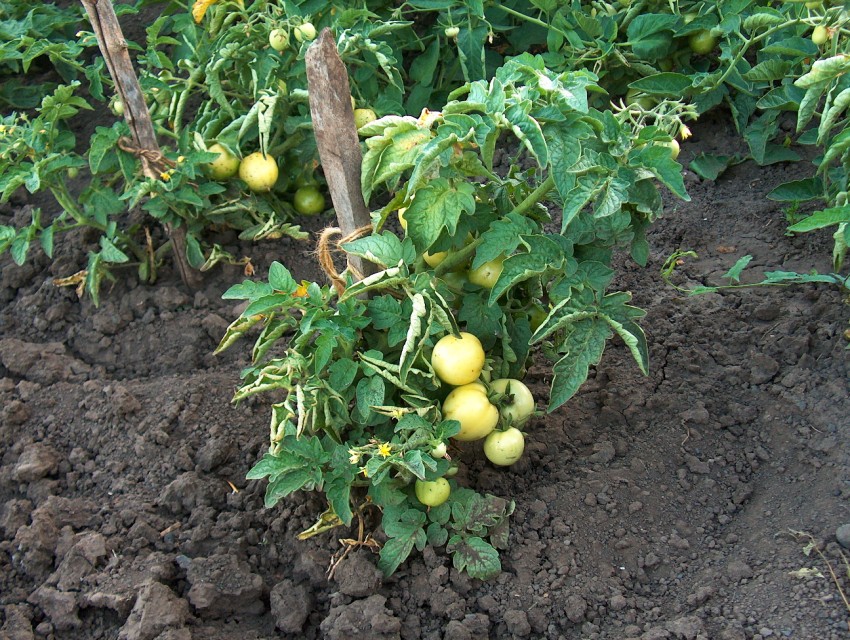 Кальциевая селитра для помидор: расчет количества удобрений, методика и руководство по их применению (видео + 100 фото)