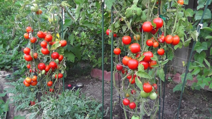 Кальциевая селитра для помидор: расчет количества удобрений, методика и руководство по их применению (видео + 100 фото)