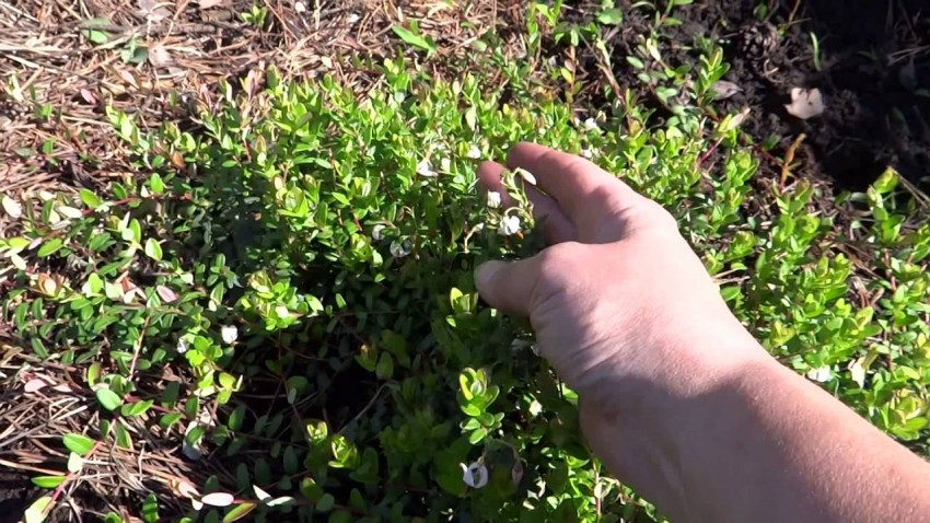 Клюква садовая - выращивание и уход на открытом грунте. Особенности посадки клюквы в теплице (85 фото)