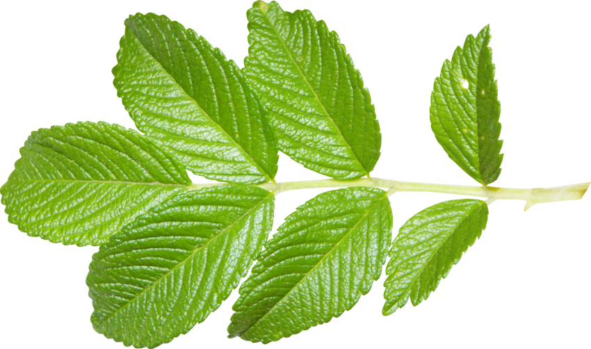 Листья малины: лечебные свойства, применение, противопоказания и способы приготовления полезных листьев. Рецепты + 145 фото