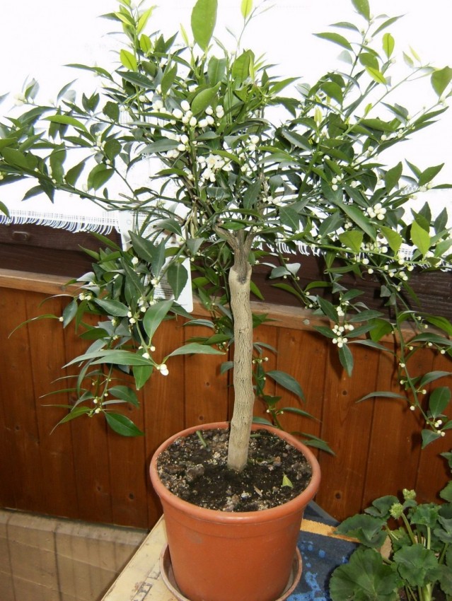 Мандариновое дерево: уход, выращивание и особенности посадки в домашних условиях (125 фото и видео инструкция)