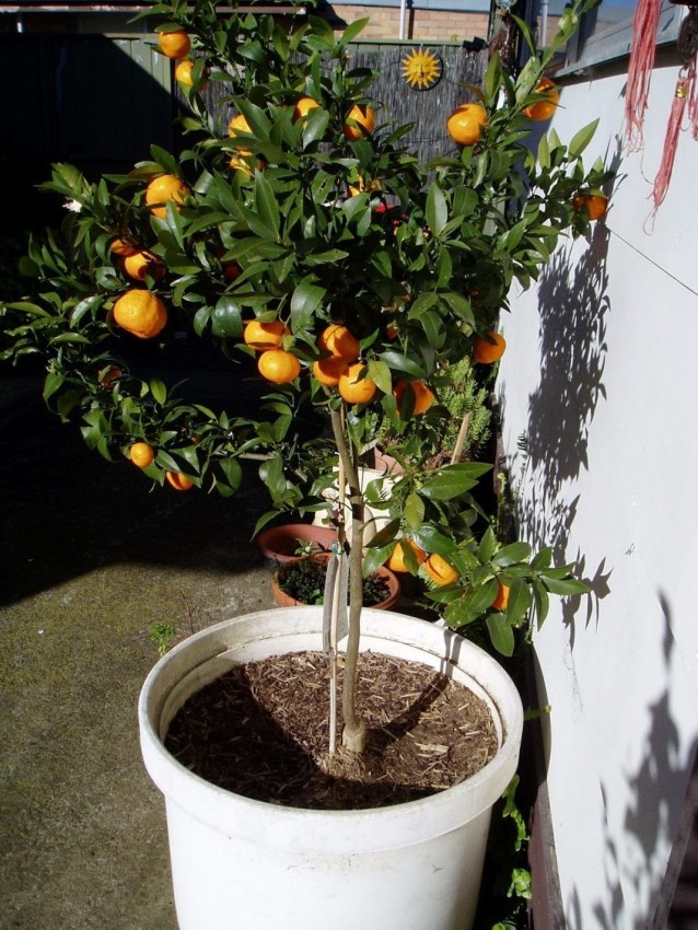 Мандариновое дерево: уход, выращивание и особенности посадки в домашних условиях (125 фото и видео инструкция)