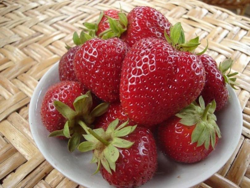 Почему сохнет клубника с ягодами: методы борьбы и уход за уже прижившимися кустами клубники (видео и 80 фото)