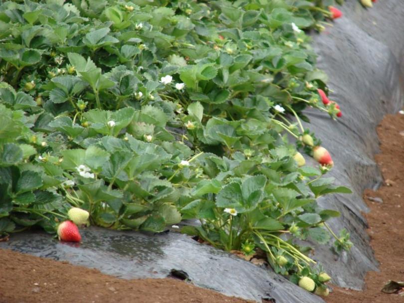 Почему сохнет клубника с ягодами: методы борьбы и уход за уже прижившимися кустами клубники (видео и 80 фото)