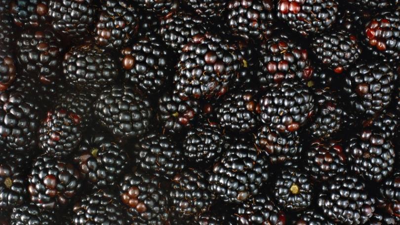 Полезные свойства шелковицы: польза, противопоказания, вред и лечебные свойства плодов шелковицы (75 фото)