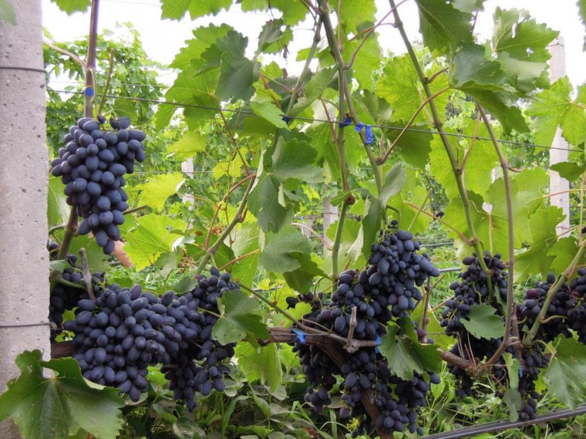 Полив винограда — сколько нужно поливать виноград летом и как это делать правильно. Видео, советы и 115 фото