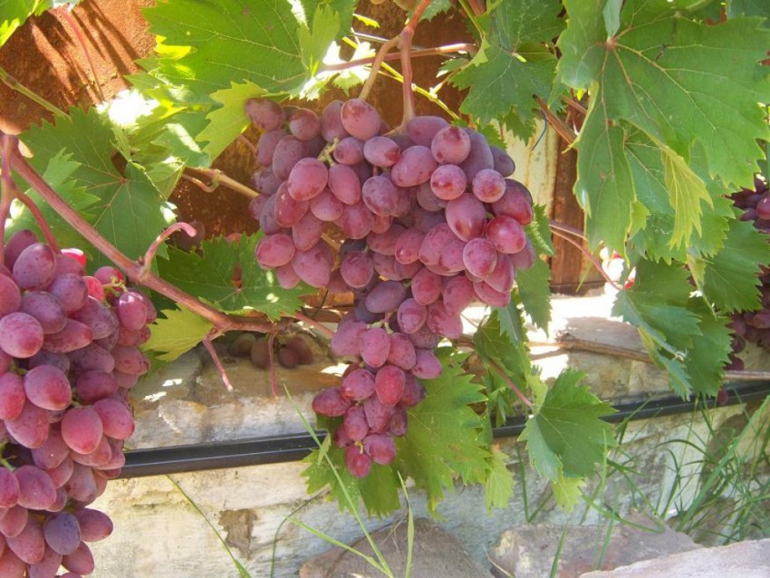 Полив винограда — сколько нужно поливать виноград летом и как это делать правильно. Видео, советы и 115 фото