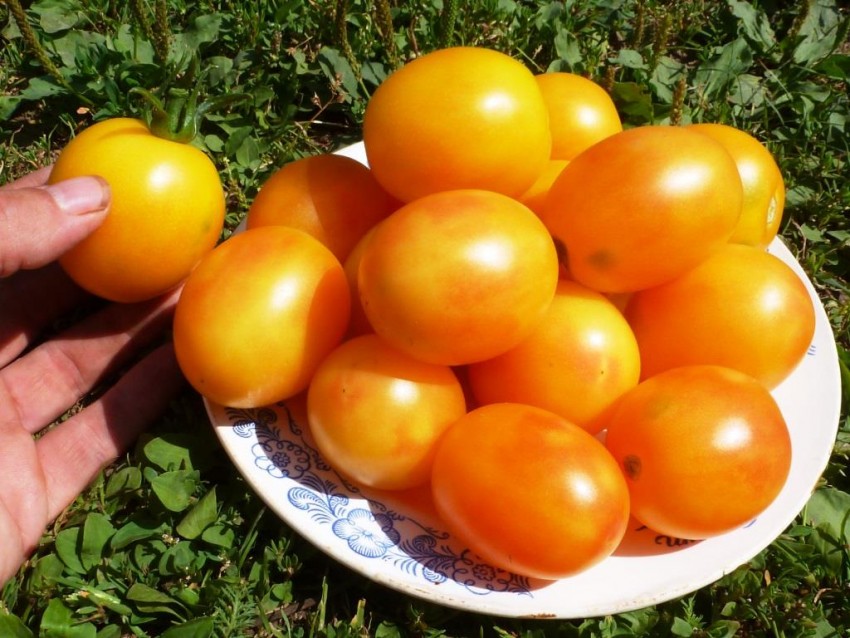 Польза и вред помидор для организма человека — свойства, советы по употреблению, пищевая ценность и калорийность (85 фото)