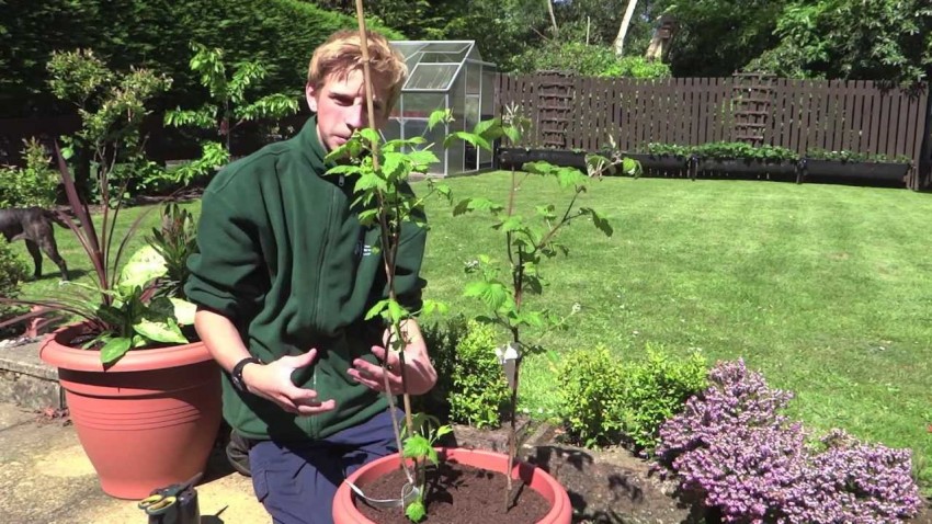 Посадка малины: способы посадки, уход и особенности выращивания малины своими руками (150 фото + видео)